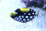 Leopard-Dr�ckerfisch (Balistoides conspicillum) am ...  Gilbert Angermann 01.06.2010