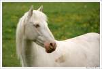 Irish Tinker - Irish Cob. Fotografiert in Bansha, County Tipperary, ...
