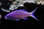 Purpur Fahnenbarsch (Mirolabrichthys tuka) ...  Gilbert Angermann 02.06.2010