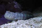 Rottupfen W�chtergrundel (Cryptocentrus leptocephalus) ...  Gilbert Angermann 02.06.2010