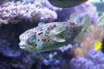 Doppelbacken-Igelfisch (Diodon holocanthus) am ...  Gilbert Angermann 02.06.2010