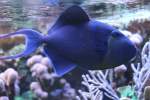Rotzahn-Dr�ckerfisch (Odonus niger) am ...  Gilbert Angermann 02.06.2010