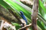 Himmelblauer Zwergtaggecko (Lygodactylus williamsi) ...  Gilbert Angermann 03.06.2010