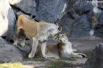  Wer bist n Du? . 2 indische L�winnen  ...