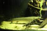 Schmuck-Fl�sselhecht (Polypterus ornatipinnis) am ...  Gilbert Angermann 03.06.2010