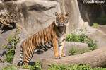 Sibirischer Tiger oder auch ...  Andy Hensel 03.06.2010