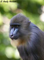 Mandrill    ...  Andy Hensel 03.06.2010