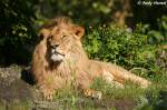 Afrikanischer L�we   ...  Andy Hensel 03.06.2010