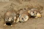 Schwarzschwanz-Pr�riehund (Nachzucht im Tierpark-Berlin)   ...