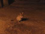 Springhase (Pedetes ...  Gilbert Angermann 03.06.2010