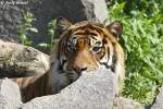 Sibirischer Tiger oder auch ...  Andy Hensel 04.06.2010