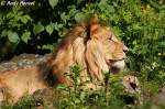 Afrikanischer L�we   ...  Andy Hensel 04.06.2010