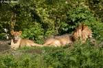 Afrikanisches L�wen-Paar (Zoo Berlin)   ...