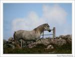 Connemara Pony - Diese Stute lebt in der N�he von ...
