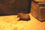 Felsenmeerschweinchen (Kerodon ...  Gilbert Angermann 05.06.2010