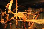 Wickelb�r (Potos flavus) am ...  Gilbert Angermann 05.06.2010