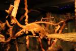 Wickelb�ren (Potos) (2 Fotos)