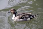 M�nnliche Spie�ente (Anas acuta) ...  Gilbert Angermann 05.06.2010