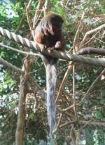 Roter Springaffe (Callicebus cupreus) ...  Gilbert Angermann 06.06.2010