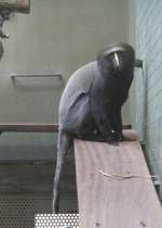 Eulenkopf- oder Hamlynmeerkatze (Cercopithecus ...  Gilbert Angermann 06.06.2010