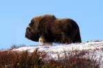 Ein Moschusbulle ...  Andr� Breutel 19.10.2009