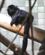 Springtamarin (Callimico goeldii) am 11.3.2010 im Zoo Berlin.  ...