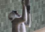 Hulman (Semnopithecus entellus) beim ...  Gilbert Angermann 06.06.2010