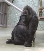 Westlicher Flachlandgorilla ...  Gilbert Angermann 06.06.2010