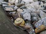 Hain-B�nderschnecke mit ...  JohannJ 06.06.2010