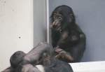 Kleiner Bonobo (Pan paniscus) ...  Gilbert Angermann 07.06.2010