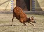 Ausgelassenes Spiel. Westliches Sitatunga (Tragelaphus spekii gratus) am 11.3.2010 im ...
