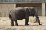 Asiatischer Elefant am 11.3.2010 ...  Gilbert Angermann 07.06.2010