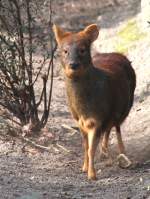 S�dlicher Pudu (Pudu puda) ...  Gilbert Angermann 08.06.2010