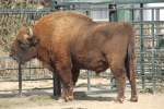 Wisent (Bison bonasus) am ...  Gilbert Angermann 08.06.2010
