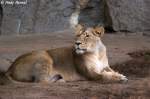 Indische L�win. ...  Andy Hensel 21.10.2009