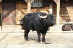 S�deurop�ischer Hauswasserb�ffel (Bubalus arnee ...  Gilbert Angermann 08.06.2010