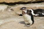 Brillenpinguin (Spheniscus demersus) am ...  Gilbert Angermann 08.06.2010