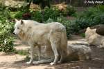 Kanadische W�lfe (Polarw�lfe) jagen ...  Andy Hensel 08.06.2010