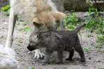 Kanadische W�lfe (Polarw�lfe). Die ...  Andy Hensel 08.06.2010