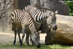 B�hm-Steppenzebra    ...  Andy Hensel 08.06.2010