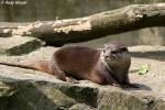 Zwergotter oder Kurzkrallenotter  ...  Andy Hensel 08.06.2010