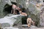 Nachwuchs bei den M�hnenspringern. ...  Andy Hensel 08.06.2010