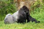 Westlicher Flachlandgorilla ...  Andy Hensel 09.06.2010
