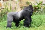 Westlicher Flachlandgorilla ...  Andy Hensel 09.06.2010