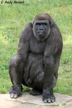 Westlicher Flachlandgorilla ...  Andy Hensel 09.06.2010