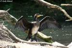 Kormoran. Der Kormoran ist in Deutschland Vogel des Jahres 2010. ...