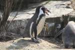 Geschw�tziger Humboldt-Pinguin (Spheniscus humboldti) ...  Gilbert Angermann 09.06.2010