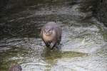 Kurzkrallenotter (Aonyx cinerea) beim ...  Gilbert Angermann 09.06.2010