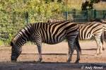 Chapman-Zebra.  ...  Andy Hensel 21.10.2009