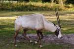 Arabische Oryx   ...  Andy Hensel 21.10.2009